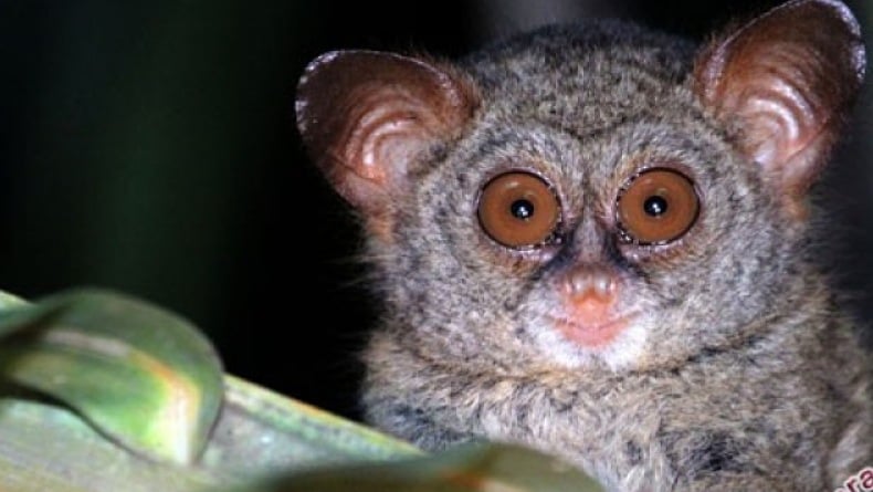 Flora dan fauna Sulawesi Utara